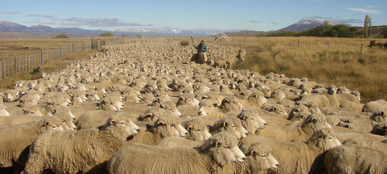 Merino sheeps from a farm in Patagonia